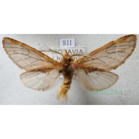 Ptilophora plumigera (Denis & Schiffermüller, 1775) male Opusznica piórówka Czech81l